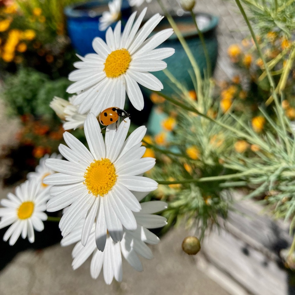 Meet your Posher, Carina